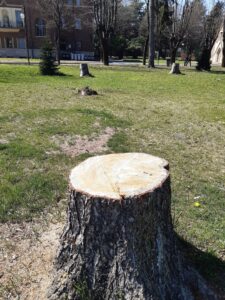 albero tagliato parco